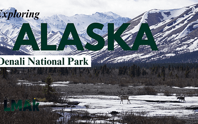 Denali National Park: A Wildlife Enthusiast’s Paradise